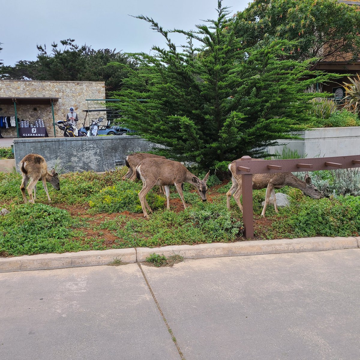 Pacific Grove Golf tweet media