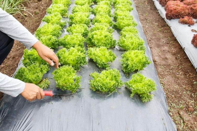 jerrymoorealtor's tweet photo. Nothing beats garden-fresh produce. Few things smell better than your own flowers. With this DIY garden box, you can do both! 👉 https://t.co/MPgcxLl6IU

📸 by Grow Food Guide

#ontheblog #garden #gardenbeds #DIY #outdoorspace #gardening #lakehome #lakelifestyle #homeandgarden https://t.co/LstMce7CLg