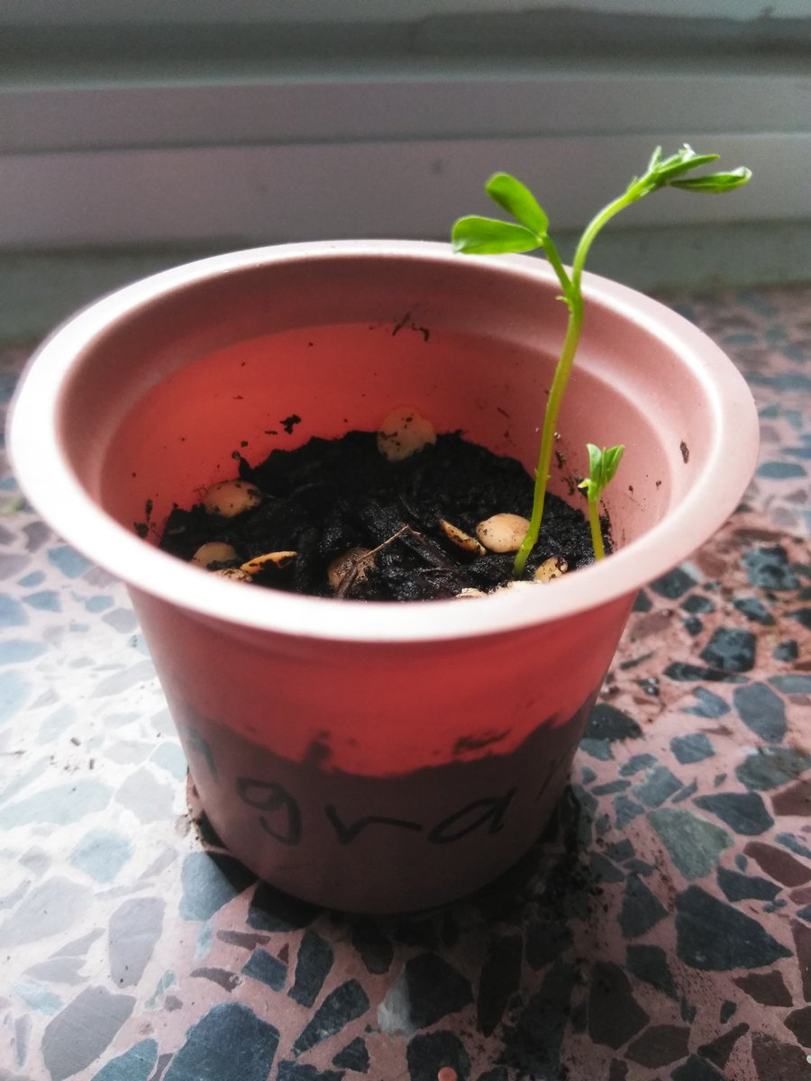 nziatcheu's tweet photo. #Pratical #science in #primaryschool !!! Weldone my #daughter ! The plant is more than a plant! It's a life #learning ! Life #teaching ! Growing slowly as a plant... https://t.co/iLHuFJItaj