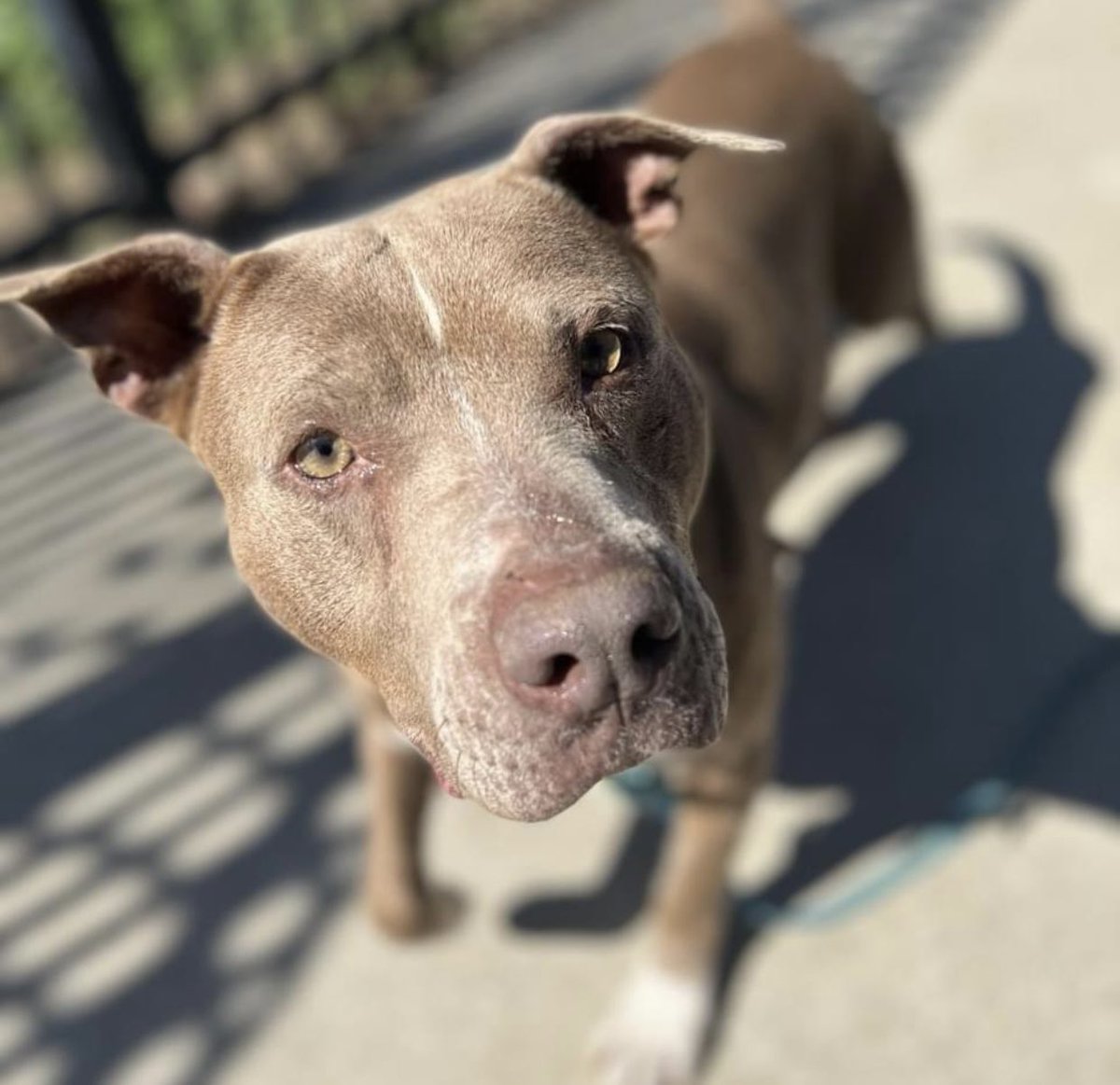 #TN #MEMPHIS
🆘CODE RED Quendy 2yo girl hw+ V.KENNEL STRESSED which is escalating! A v.sweet loving girl who is a rock star in playgroups & super with others! SHE WILL BE EUTHANISED NEXT TIME IT RUNS-NEEDS OUT NOW! #ADOPT #PLEDGE #FOSTER #RESCUE #MASA11542
facebook.com/18216482414803…