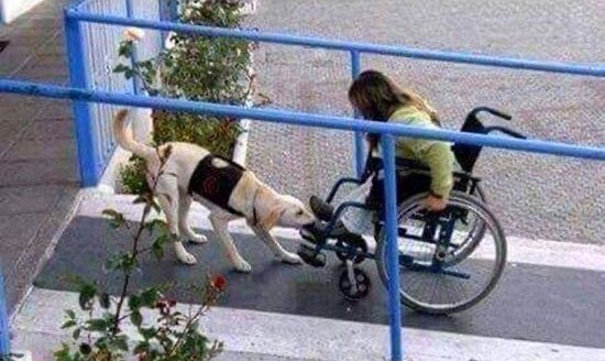 BambiniConverse's tweet photo. A chi mi chiede...
Perché il cane e’ il migliore amico dell’uomo? Risponderei con questa immagine, ad esempio...♥️

#inclusione #disability #disabilities #disabilità #disabilityinclusion #dog #dogs #photooftheday https://t.co/SzW3mwjlru