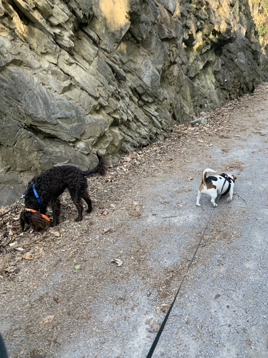 ETSU90's tweet photo. Nice evening for a walk with @abcrowley90 along the #TweetsieTrail in @DowntownJCTN #LittlePapi #AmericanWaterSpaniel & #RubytheRescuePup https://t.co/YHAkDARMtv