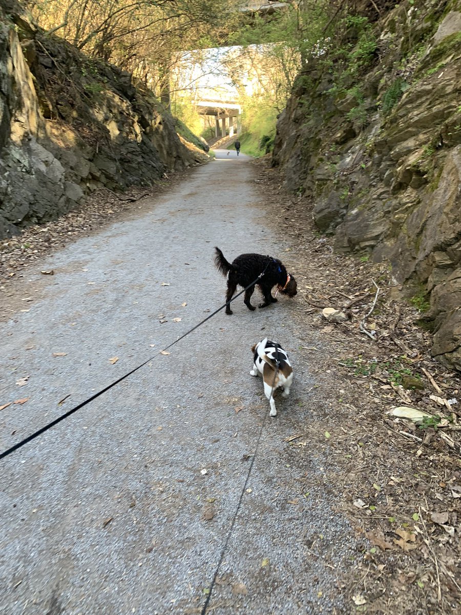 ETSU90's tweet photo. Nice evening for a walk with @abcrowley90 along the #TweetsieTrail in @DowntownJCTN #LittlePapi #AmericanWaterSpaniel & #RubytheRescuePup https://t.co/YHAkDARMtv