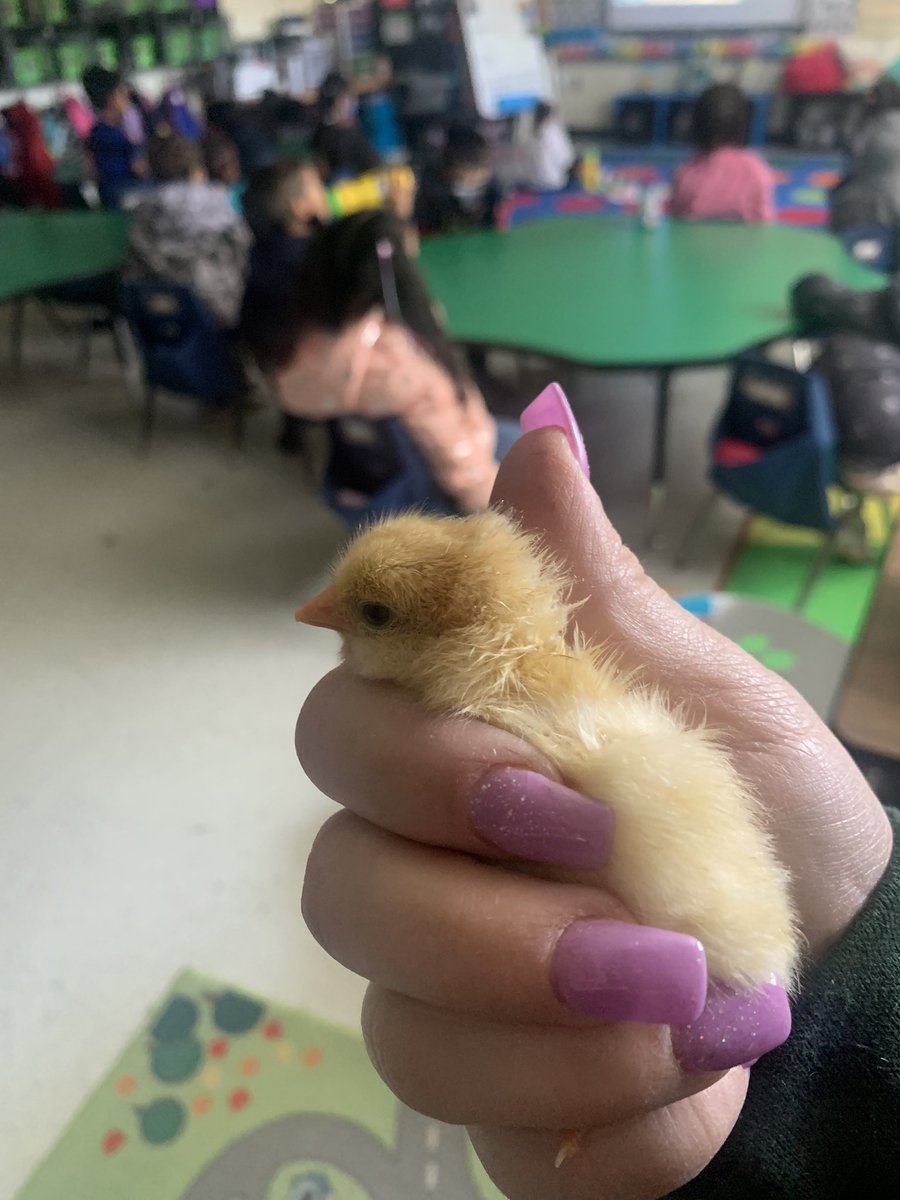 MsEnglish1234's tweet photo. Welcome, sweet babies! #o_braves @OccoquanES https://t.co/3LzZg2kScb