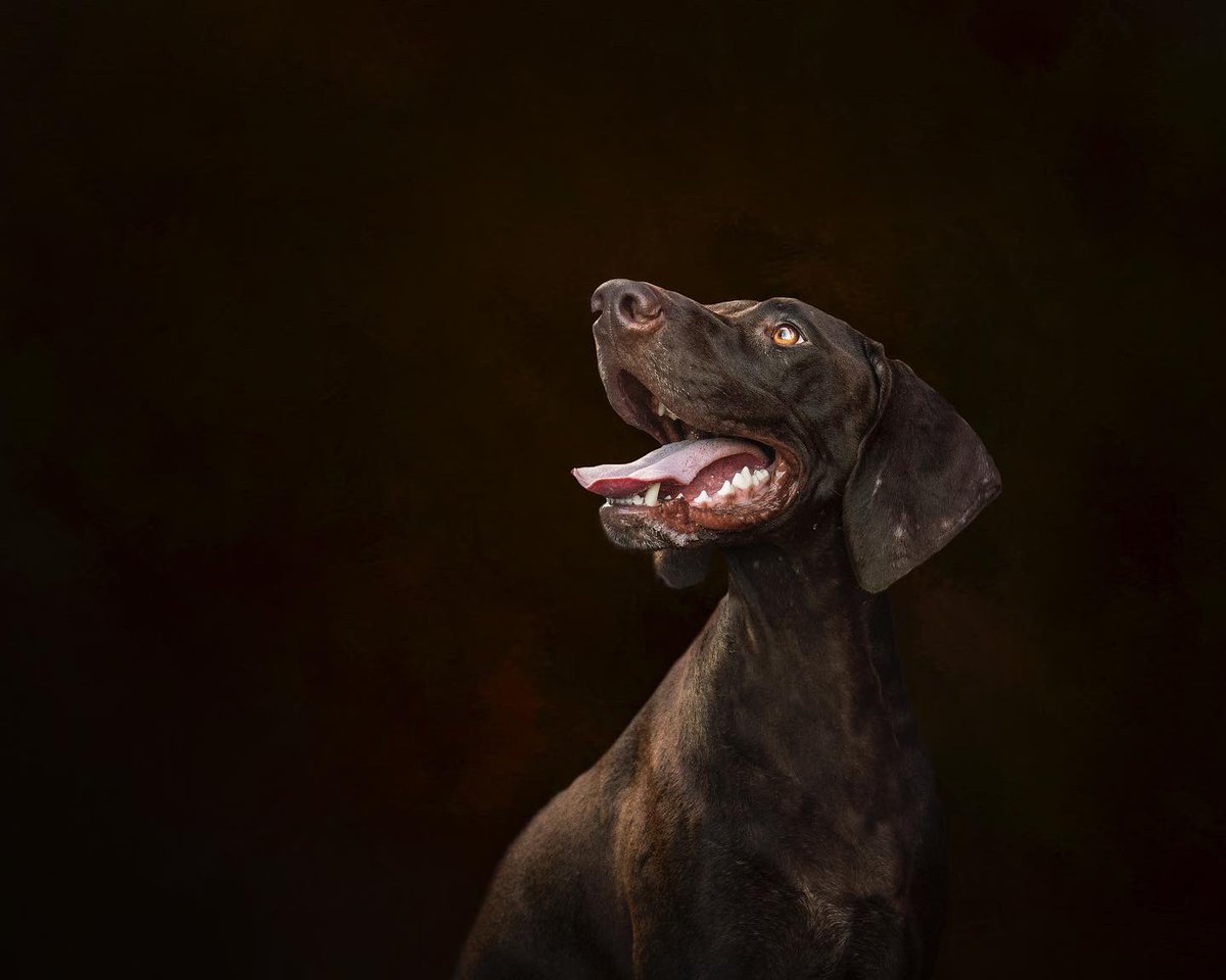 Courtraits tweet media