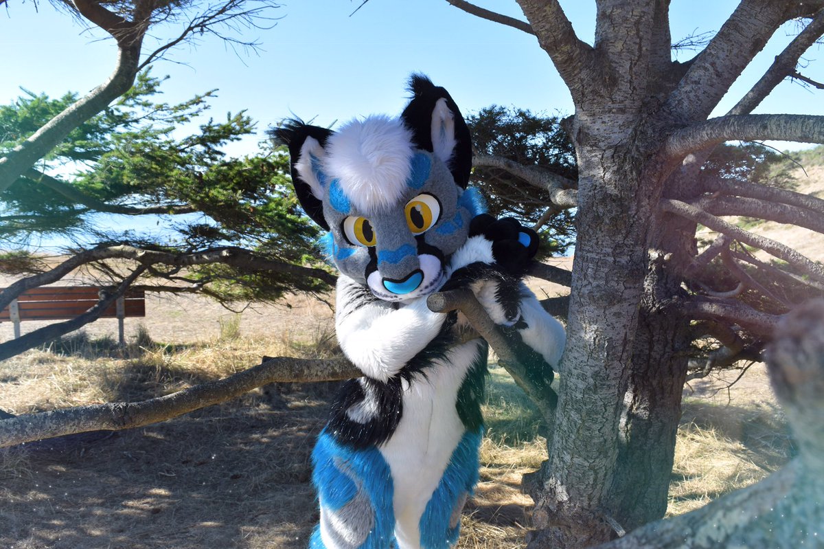 SabotageLynx's tweet photo. Happy #FursuitFriday &amp; sneaky #AprilFoolsDay from your neighborhood trouble-maker!💙😎

#furry #fursuit https://t.co/uGme6QlO5T
