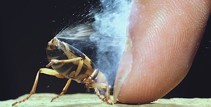 2AnimalsUnited's tweet photo. The bombardier beetle ejects a hot fiery explosive mixture from its butt when it is threatened!  So if it gets eaten by a toad, it can literally fart its way out of trouble. It lets rip inside the toad's belly until the predator vomits it up! #animalbehavior #beetles https://t.co/jXMgCGMuEY