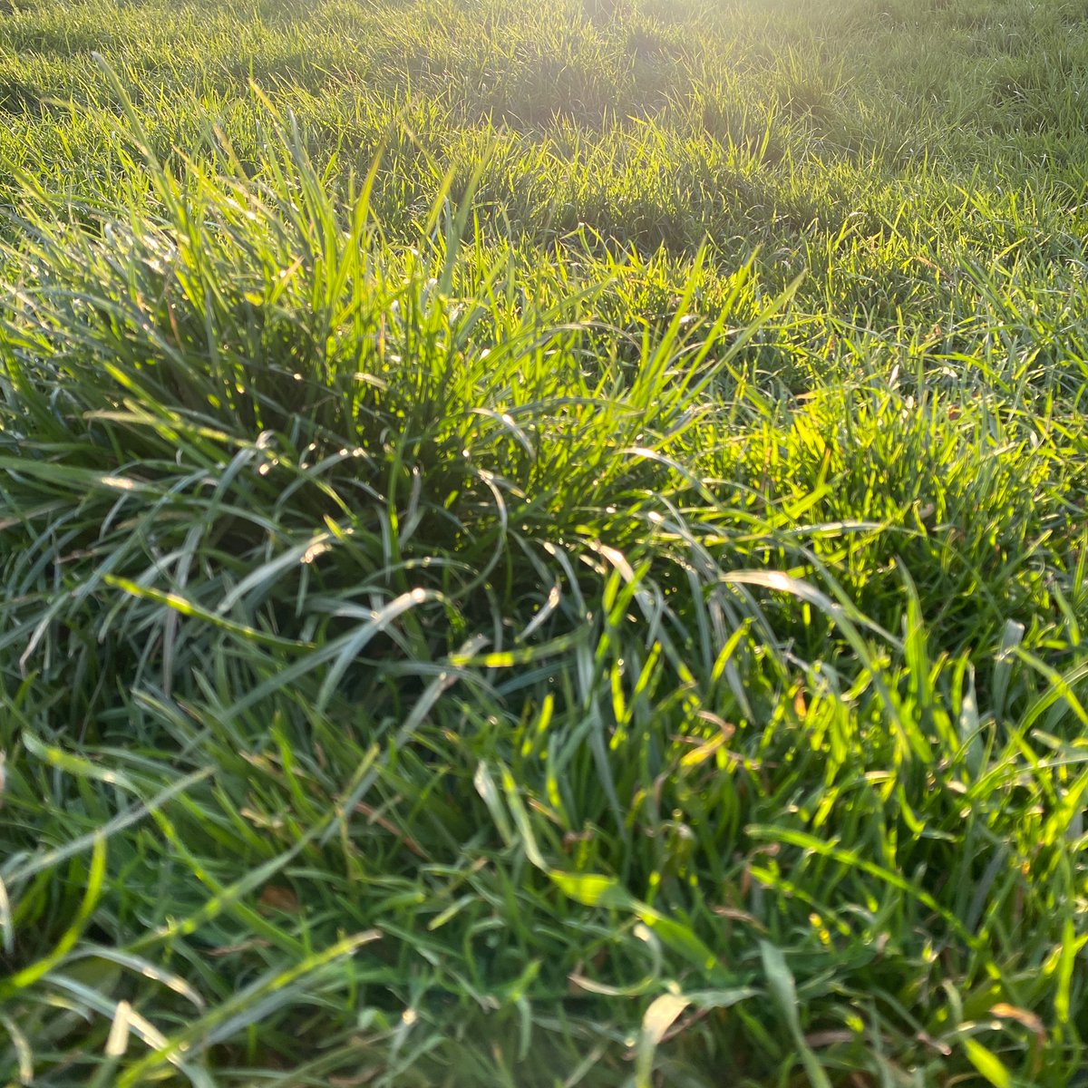 sylwestermiel's tweet photo. #wildgreen https://t.co/EUizWPGuN6