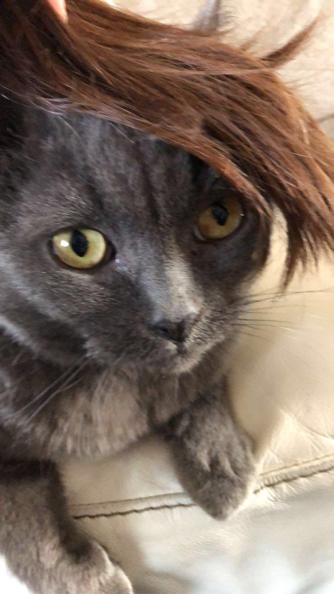 Timothy Thatcher As Cats tweet media