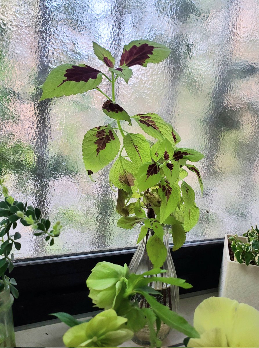 コリウス枯れさせず冬越しさせるポイント 自然植物図鑑