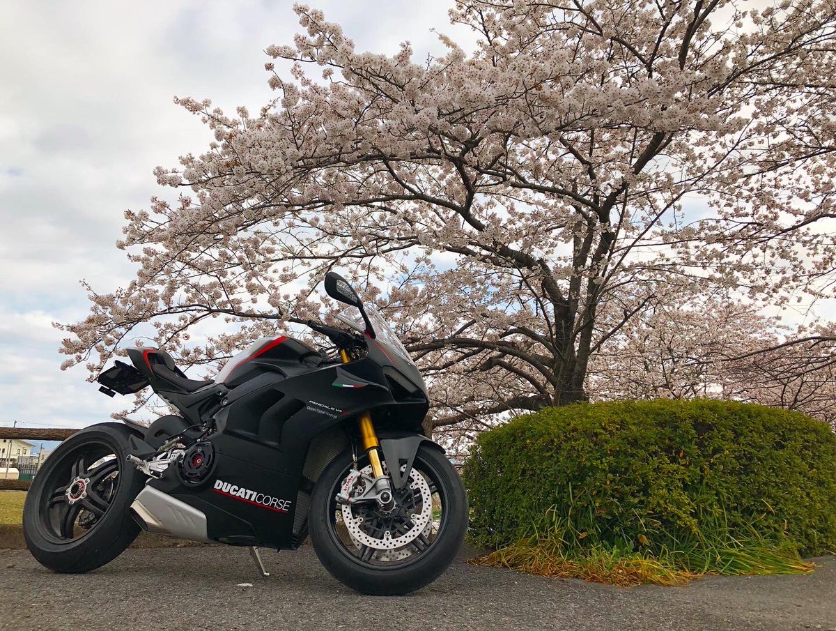 kanayan029's tweet photo. 通勤レーシング!
#ducati #ドゥカティ #v4sp #panigale
#ドゥカティいいじゃん #桜 https://t.co/iW74RTyzeu