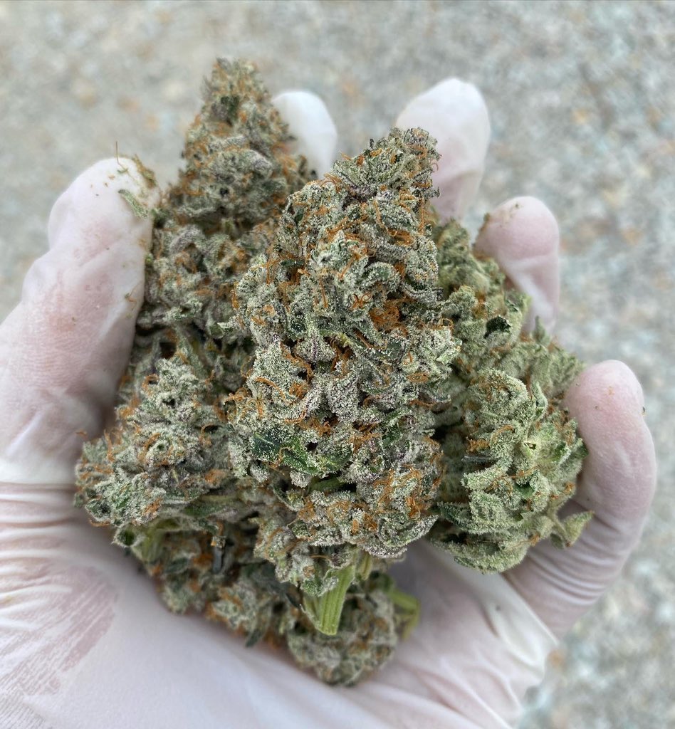 CannabisPg's tweet photo. 7.2% terps !! GMO PIE 🥧🤩😮‍💨 https://t.co/DBqY1xqWMq