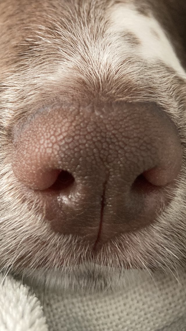 MFbythesea's tweet photo. @MooreFinancialM @boopmynose Boop backatchya! https://t.co/1AYIzPOwFL
