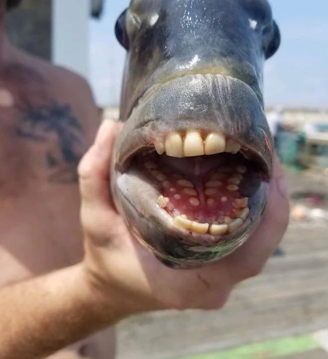 SpinnerJeremy1's tweet image. “You're gonna lose to Iran mate and be out by the time we play you”