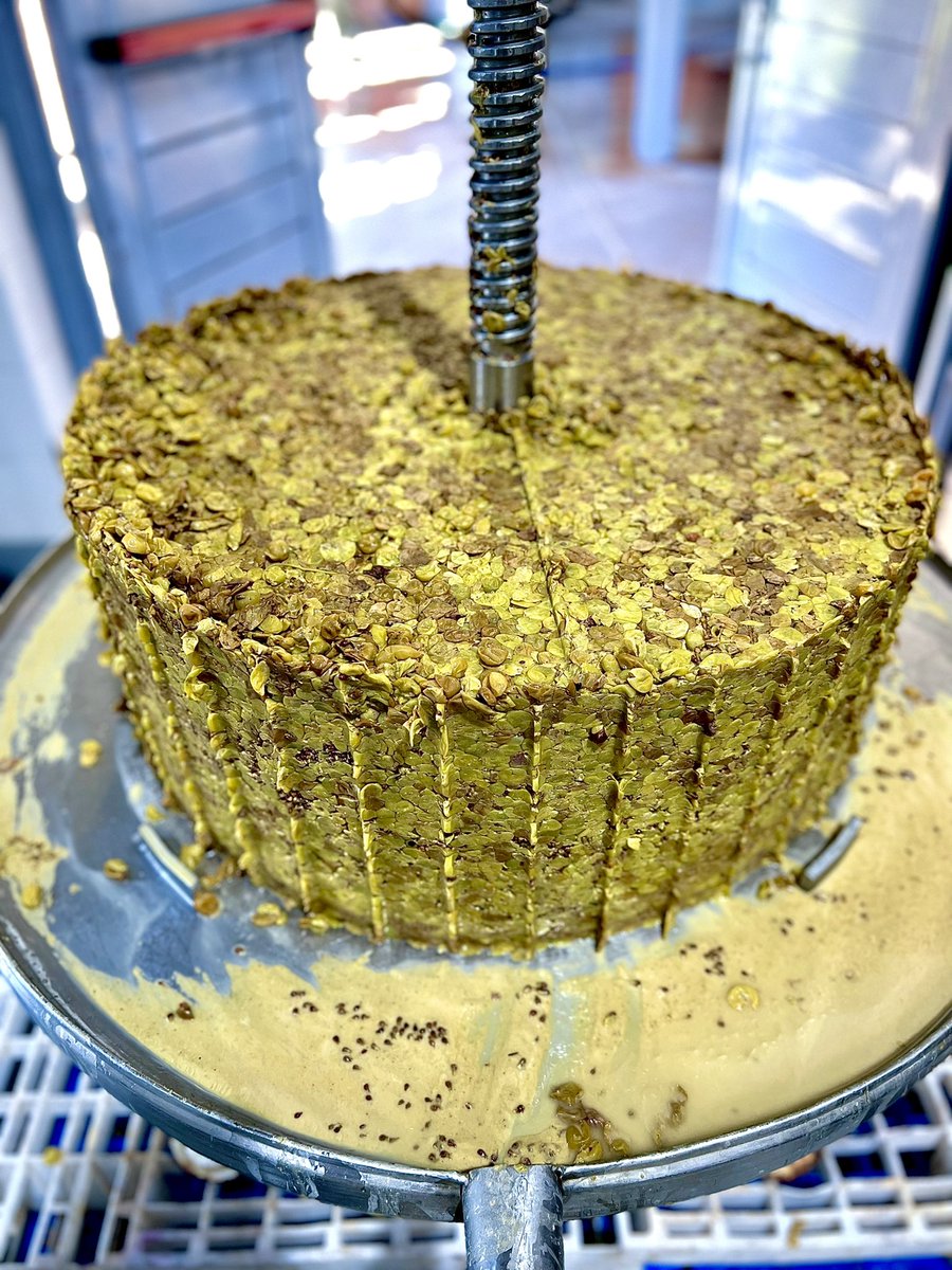 Va tomando forma este Semillón 🎂