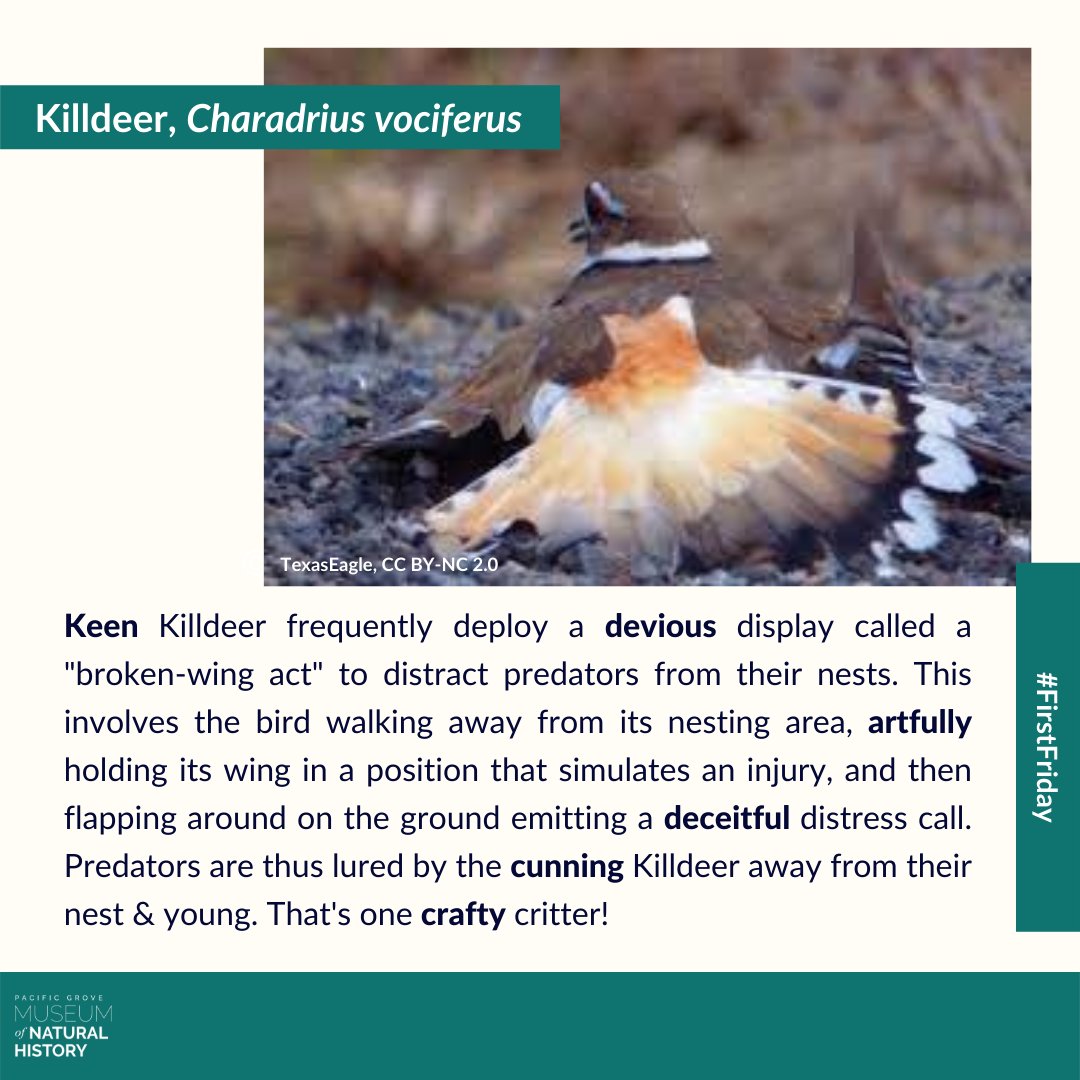 PGMuseum's tweet photo. April Fools!! Today we are celebrating some of Monterey County's trickiest creatures! Come find these sneaky critters in our galleries tonight during First Friday (we'll be open late from 6-9 pm!).
#FirstFriday #DowntownPacificGrove #ThingsToDoInMonterey #KillDeer #PGMuseum https://t.co/IdiZhemI9N