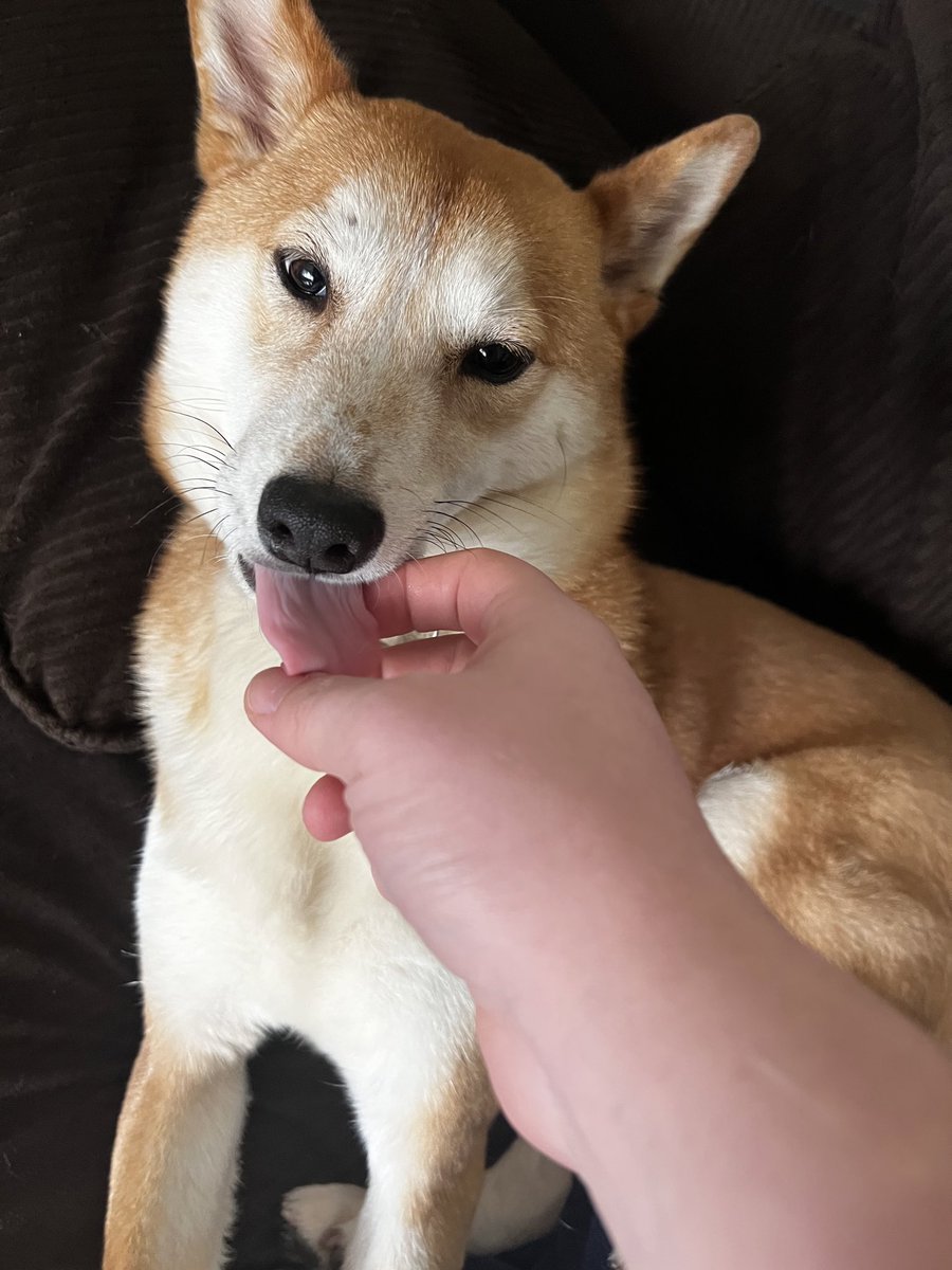 JordanTheITguy's tweet photo. Did doge.exe stop working? Well have no fear, the new @PatchMyPC product patch my doge has you covered. #PatchMy #AprilFoolsDay https://t.co/xXGK7EIly0