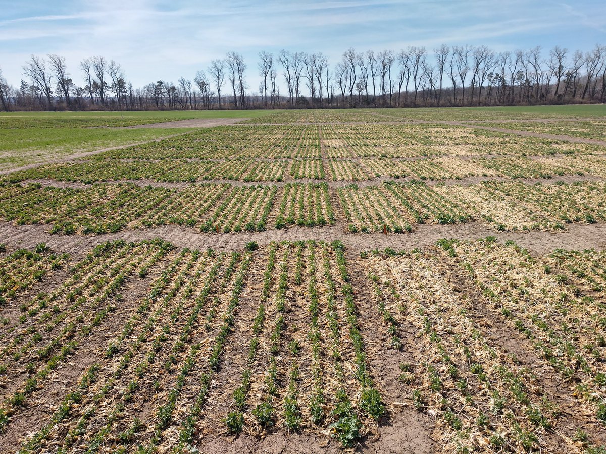 ksucanola's tweet photo. #NWCVT greening up nicely near MHK. Center pass border. OPs on left. Hybrids on right. Probably a good week behind normal. #canola @KStateAgron https://t.co/E5wXqYgoyR