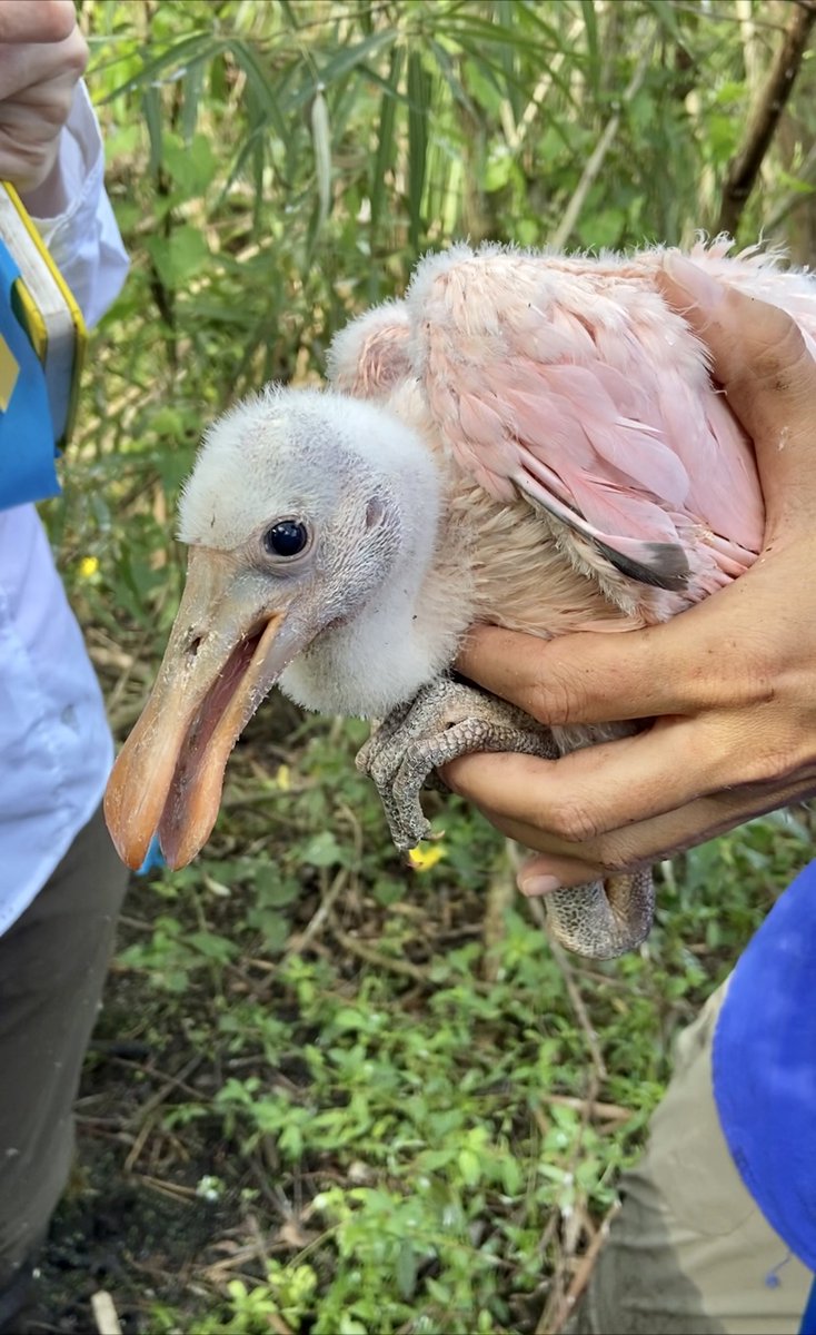 Ben Weinstein tweet media