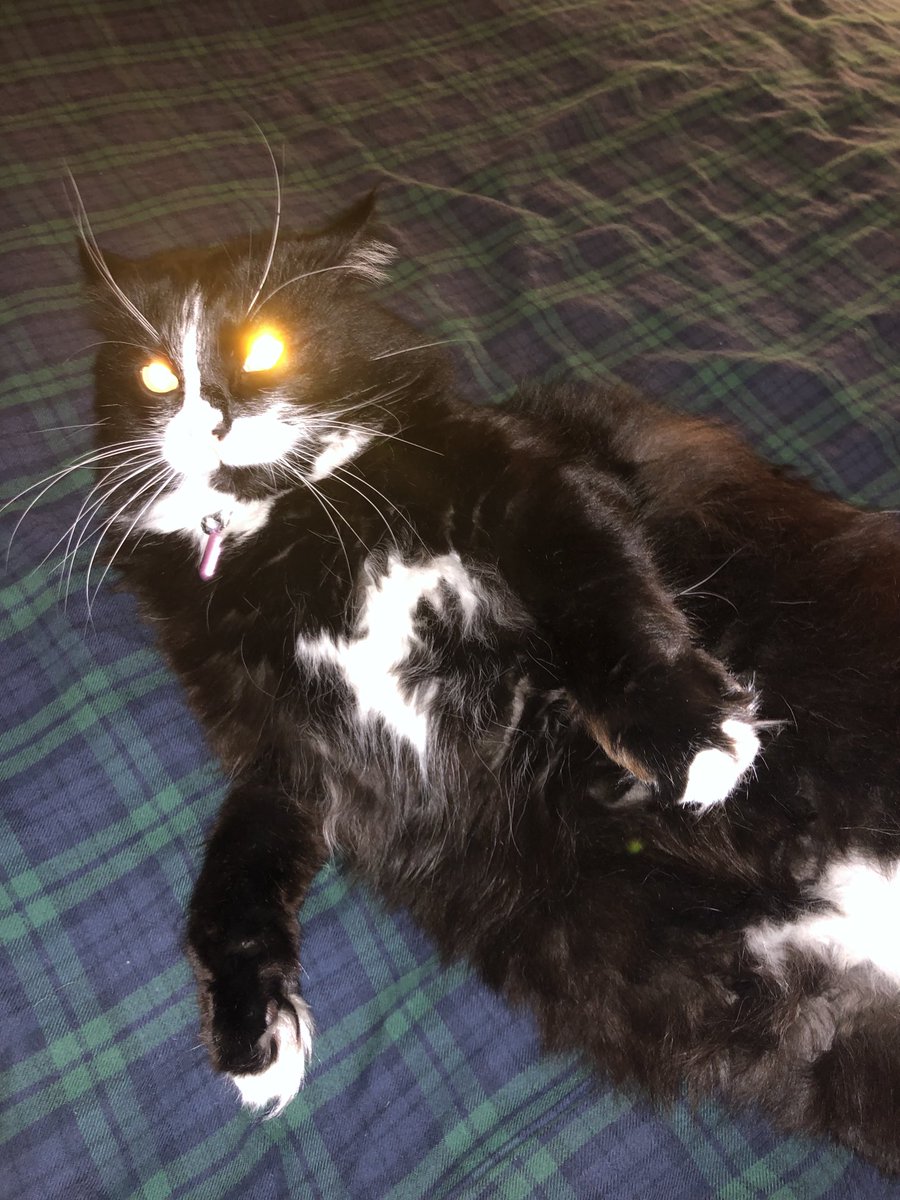 ChatMiles's tweet image. Désolé les copains, j’suis pas trop sur l’internet ces jours, la dernière mise à jour Windows a buggé