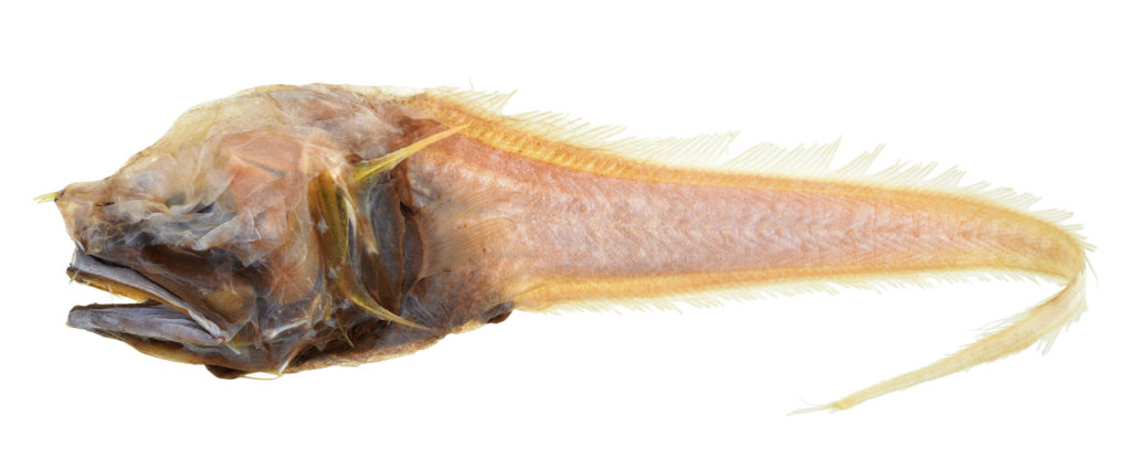 AcadNatSci's tweet photo. Do you know what is not an #AprilFools joke? The bony-eared #assfish. Ichthyologist Mark Sabaj writes about the fish with the fishy name on the Academy Blog: https://t.co/fv6GjVIMwP https://t.co/VUKjtT2xSc