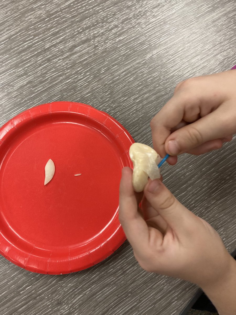 Exploring Lima beans to learn about seeds today.