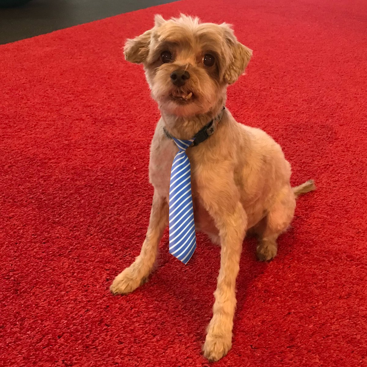 CrazyToothGames's tweet photo. We've got BIG NEWS!
Chipper Hoffman has been promoted to President of Crazy Tooth!
Chipper’s first initiative: all employees must take 10 minutes out of their day to play fetch with the new President.
#crazytoothstudio
#dogsofcrazytooth
#dogsforpresident
#aprilfools https://t.co/Jxjjlkf5Mj