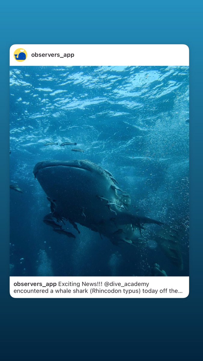 ObserversApp's tweet photo. Exciting news!!! A whale shark (Rhincodon typus) was spotted by @diveacademyinfo today!!! 🦈 A first for Ireland for sure! #ObserversApp #CitizenScience #MarineScience https://t.co/lSBO79xoe1