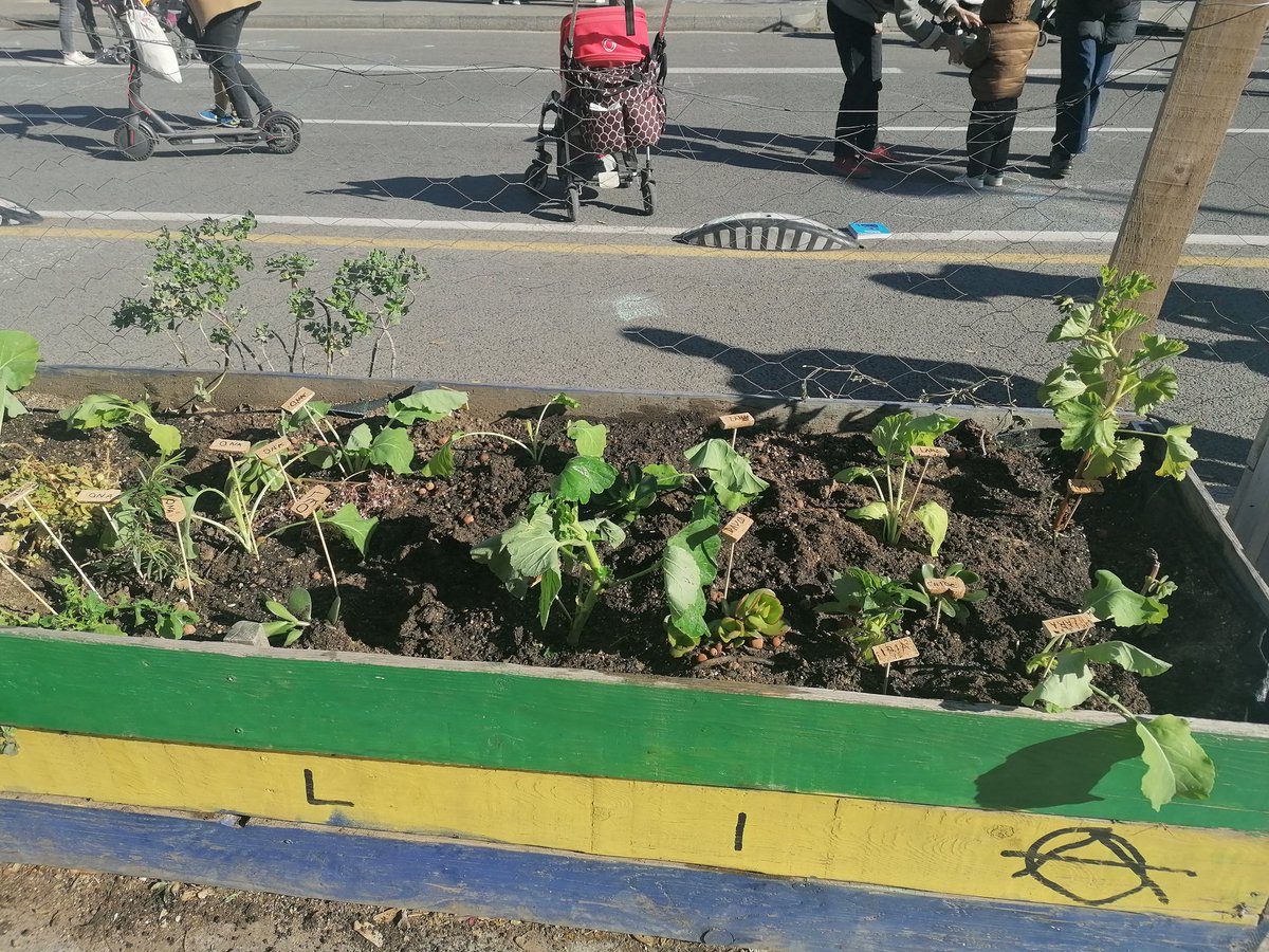 La <a href="/RevoltaEscolar/">Revolta Escolar Cat</a> a l' <a href="/espacioapacheta/">Espacio Apacheta</a> ha estat increïble 🌸 Els infants estaven entusiasmats plantant. Gràcies a totes les famílies de l' <a href="/escolallorers/">escolaelsllorers</a> Per moltes més jornades així🌱