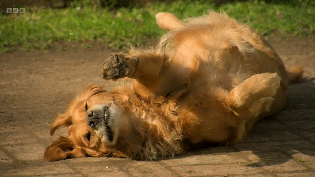TheMainstand's tweet photo. most excellent dog yoga there,  #GardenersWorld https://t.co/T9OFdppoKe