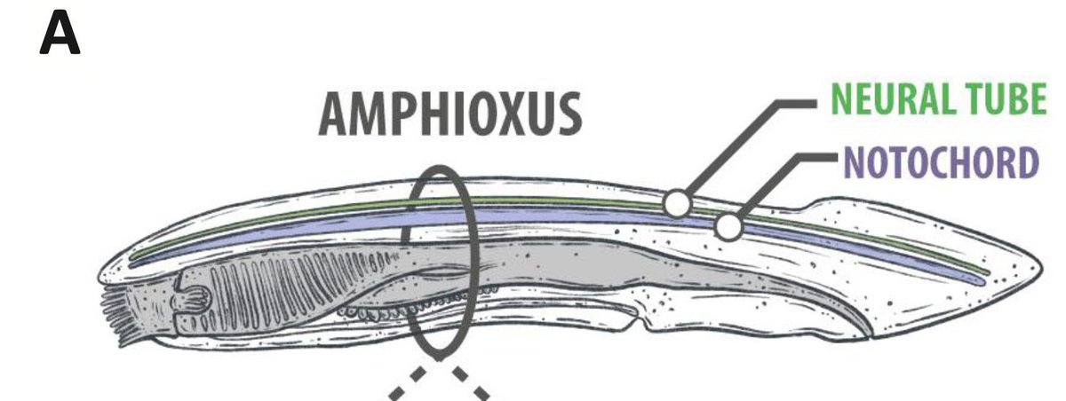 bioilustrador's tweet photo. Trabajo realizado para @JP_Henriquez_H titulado "the amphioxus as a relevant model system to explore the formation, organization, and regeneration of neuromuscular synapses" en Neural Regeneration Research
https://t.co/wrRKjtFLOg

Detalle sobre detalle https://t.co/xJ1lPCOTxe
