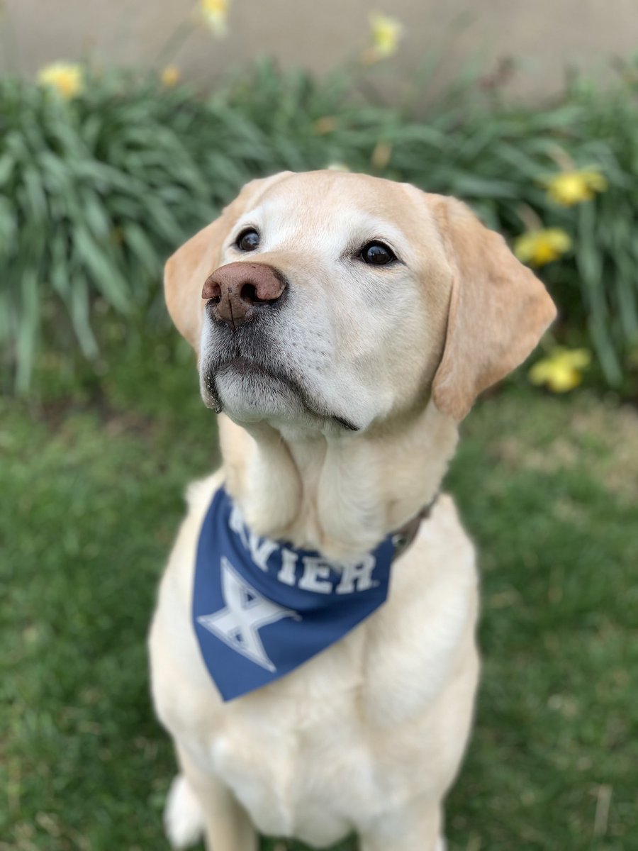xuwcb's tweet photo. WCB extended family repping @XavierU for #All41Day 💙🐾 https://t.co/UGKRhulKtb