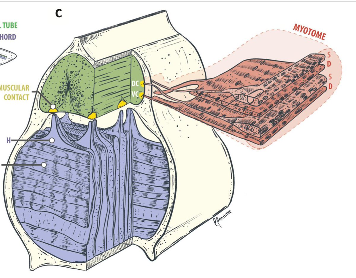 bioilustrador's tweet photo. Trabajo realizado para @JP_Henriquez_H titulado "the amphioxus as a relevant model system to explore the formation, organization, and regeneration of neuromuscular synapses" en Neural Regeneration Research
https://t.co/wrRKjtFLOg

Detalle sobre detalle https://t.co/xJ1lPCOTxe
