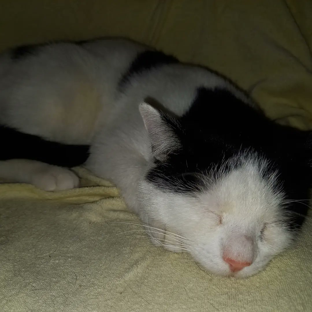 iness2709's tweet photo. https://t.co/WjI3zh88j5 
Fanta i Denis bez oczka po 2 miesiącach wróciły z adopcji.Jak bardzo kocham zwierzęta, tak co raz bardziej nienawidzę ludzi...mam dość 🥺
Potrzebujemy Was‼️‼️ https://t.co/CQBHZsFEeA