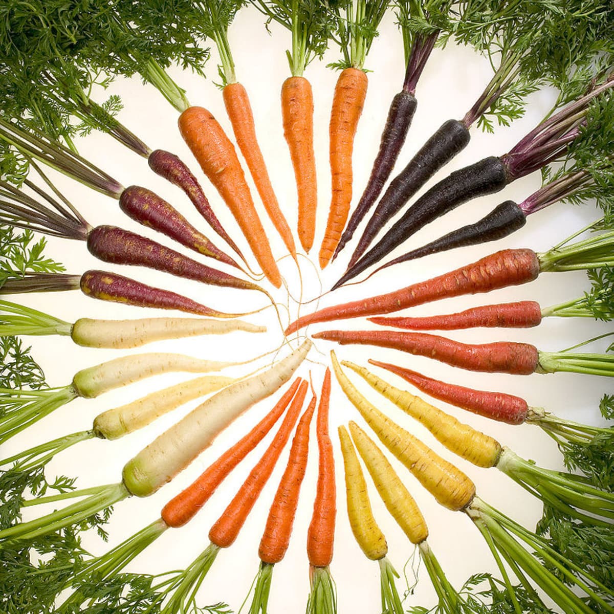 What's up, Doc? Happy International Carrot Day! Studies show that eating 2-4 raw carrots a week decreases your risk of colon cancer by 17%! That's 1/4 a cup a day to protect you against a big pain in the butt! #internationalcarrotday #crunch #coloncancer