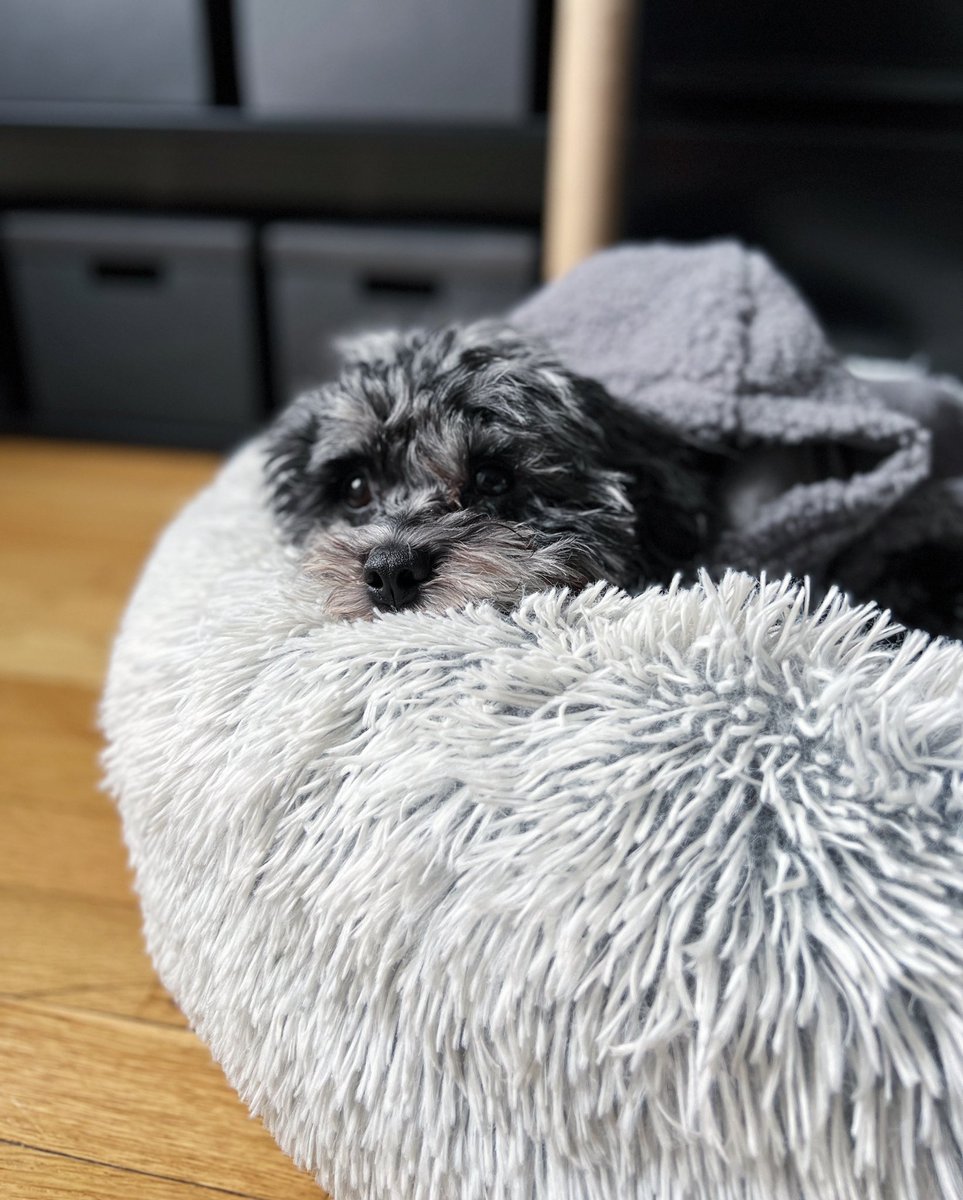 Did you miss me? Still here. Still cute. Still waiting for mom &amp; dad to finish working 😐😑

#hashtagthecavapoo #cavapoo