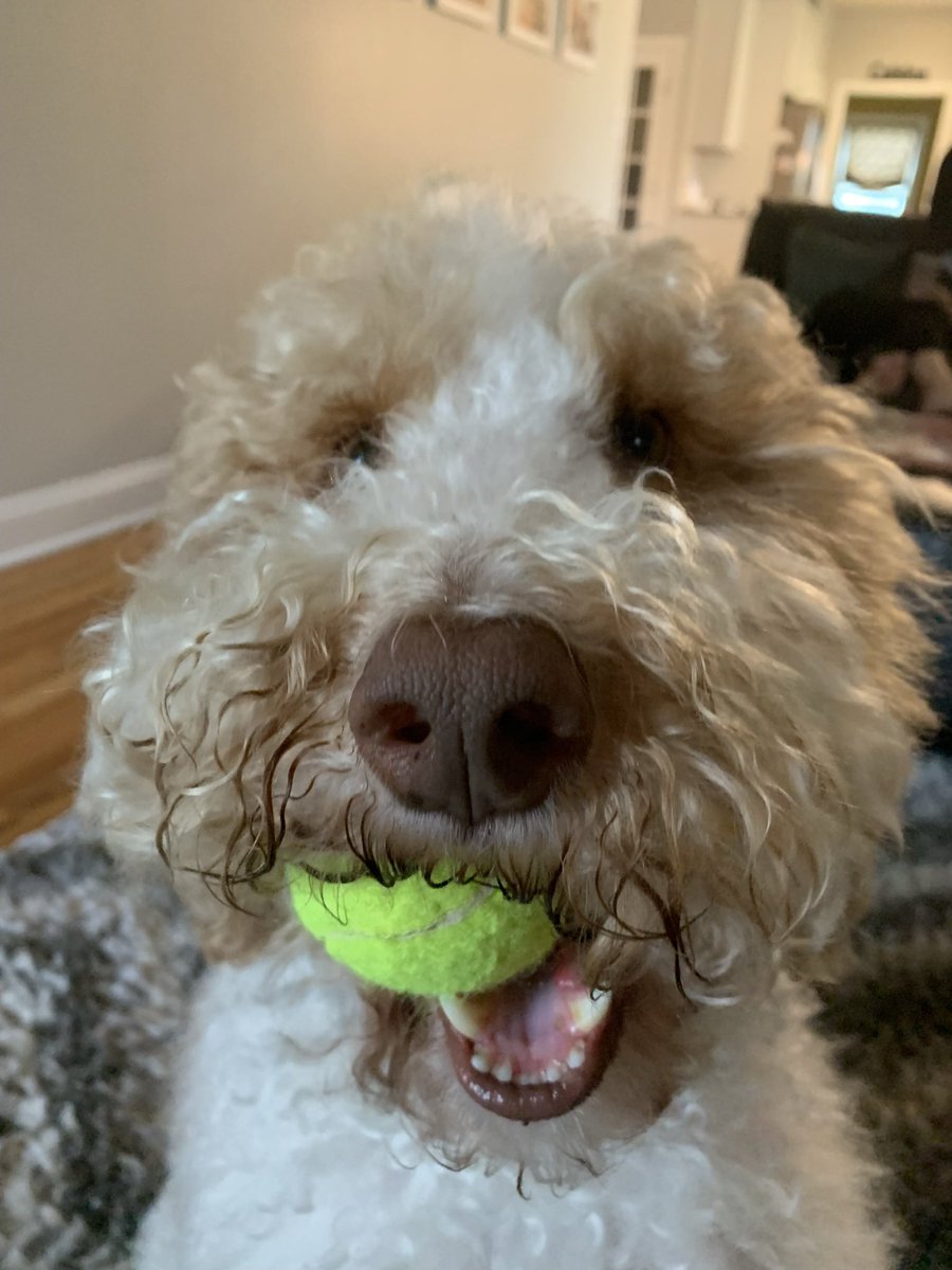 Dooditsbarkley's tweet photo. Friyay boop! Can I get 200 boops? 🌹 https://t.co/sbl1b5JABo