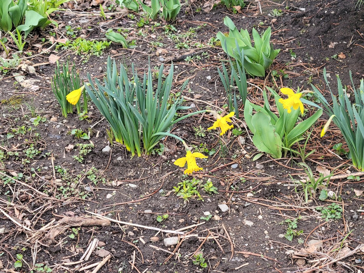 Signs of spring in Boston #OAH2022
