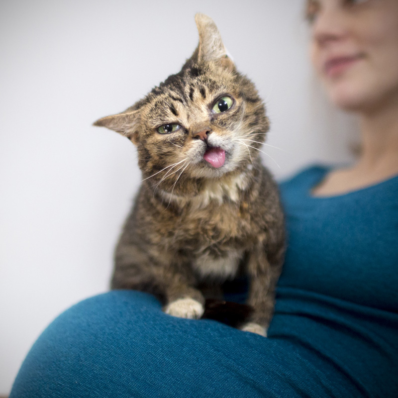 Update from the Lil BUB Fam: podcasts + music! - mailchi.mp/lilbub/update-…