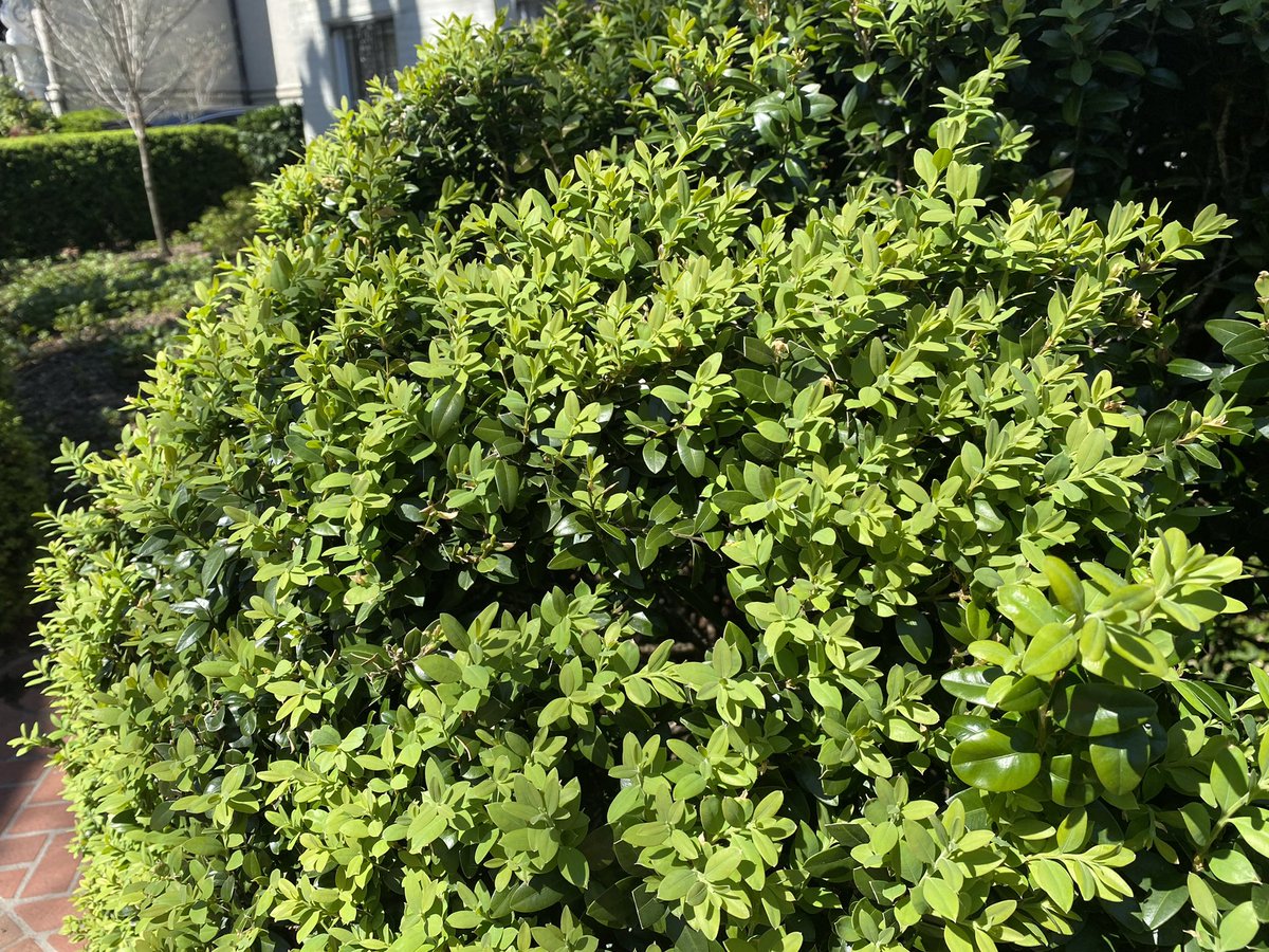 adrian_higgins's tweet image. The boxwood burgeons - so fresh, so vulnerable.