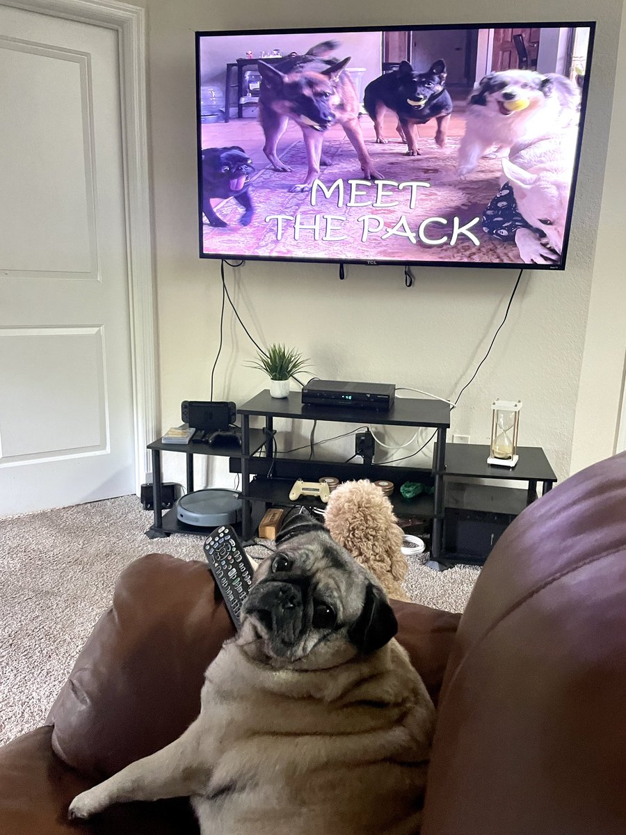 I caught this dog with the remote in her hand 😂😂 had to put the TV on for her
