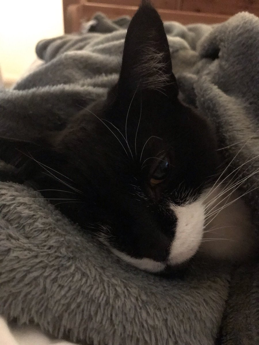 JennySalesSLT's tweet photo. First week in my new job β
Feeling tired, but super happy with how this week has turned out. I already feel like part of the furniture.
Very pleased to come home to this guy though. #stroke #strokerehab #SLT #OSRU #weekendvibes https://t.co/X4uuVvqQWM