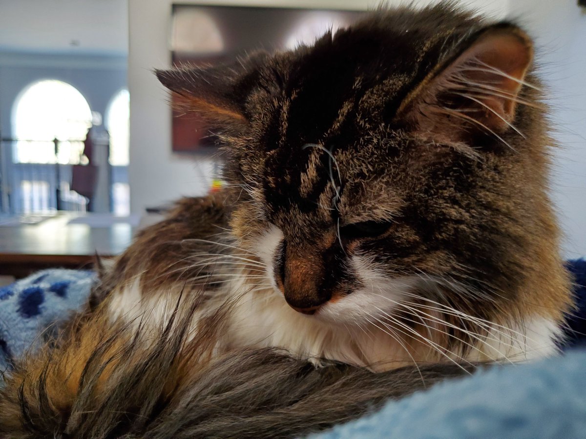 1eye2floofy's tweet photo. getting a lot of lap time lately https://t.co/xdE4yo8yeD