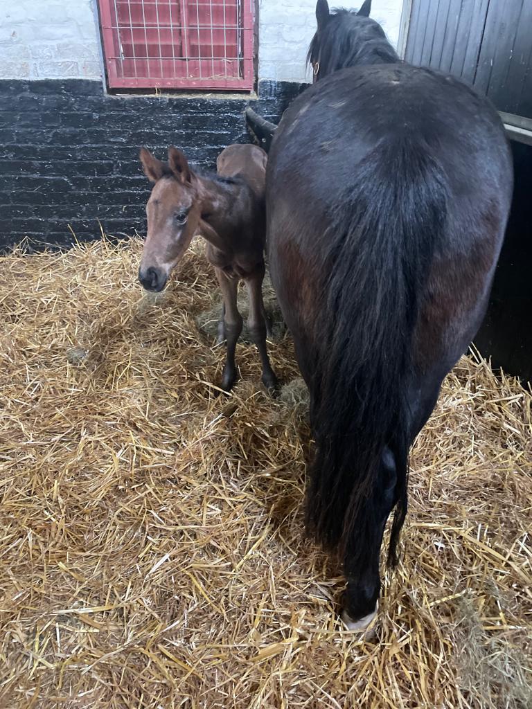 YortonFarm's tweet photo. So grateful for Wendy giving us her lovely Summer who is doing already a fantastic job in looking after her new orphant foal.
Thank you all so much for your help and support!
#fostermare #foaling #thankyou #thankful #motherlove https://t.co/jrXB83Nt75