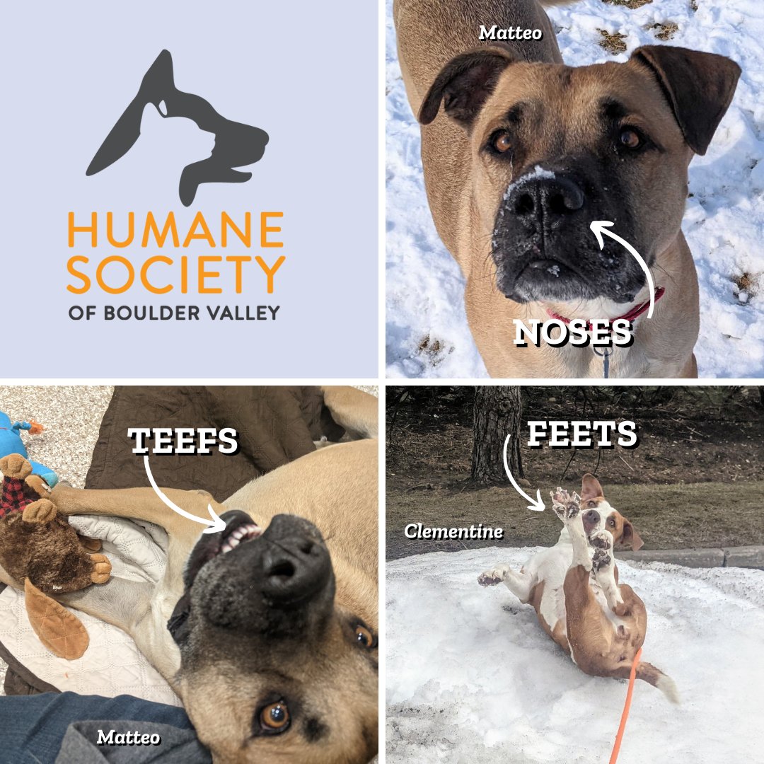 HumaneBoulder's tweet photo. NFTs are hot right now, and we have to share ours - HSBV style. ❤ Featuring Matteo and Clementine. 👃🐾😁 #HSBV #NFT #AnimalShelter #HumaneSociety #Dogs #Boulder #BoulderDogs https://t.co/8FEHWWSbjm