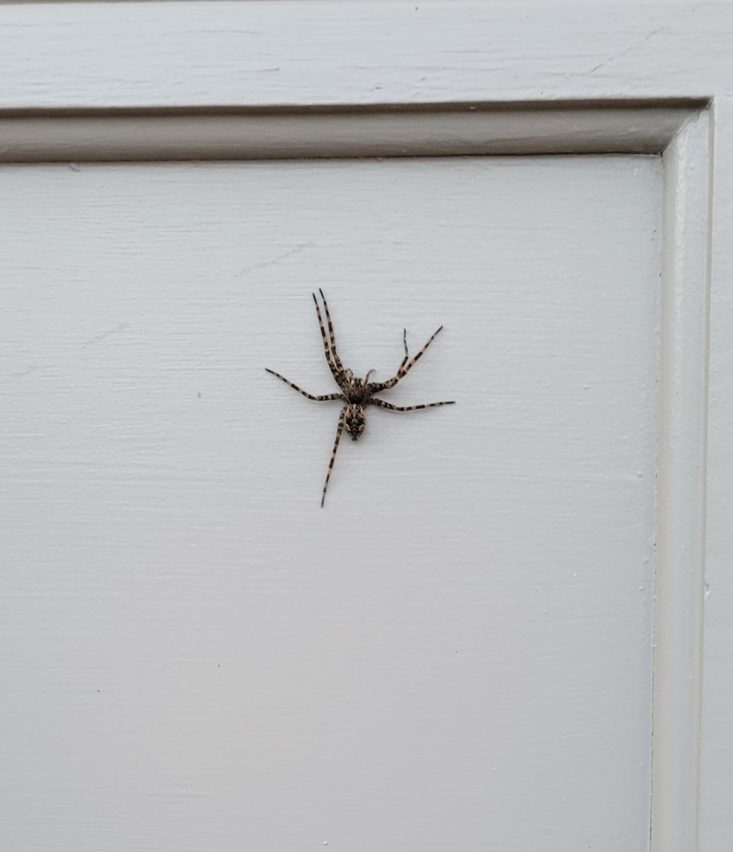 TheSLWest's tweet photo. April Fools...of death and nightmares! This sucker is aprx. the size of my palm and was waiting for me on my garage door. It might be time to move again.
#nothankyou #saynotospiders #sayyestospiderman https://t.co/QnUbQuDsSX