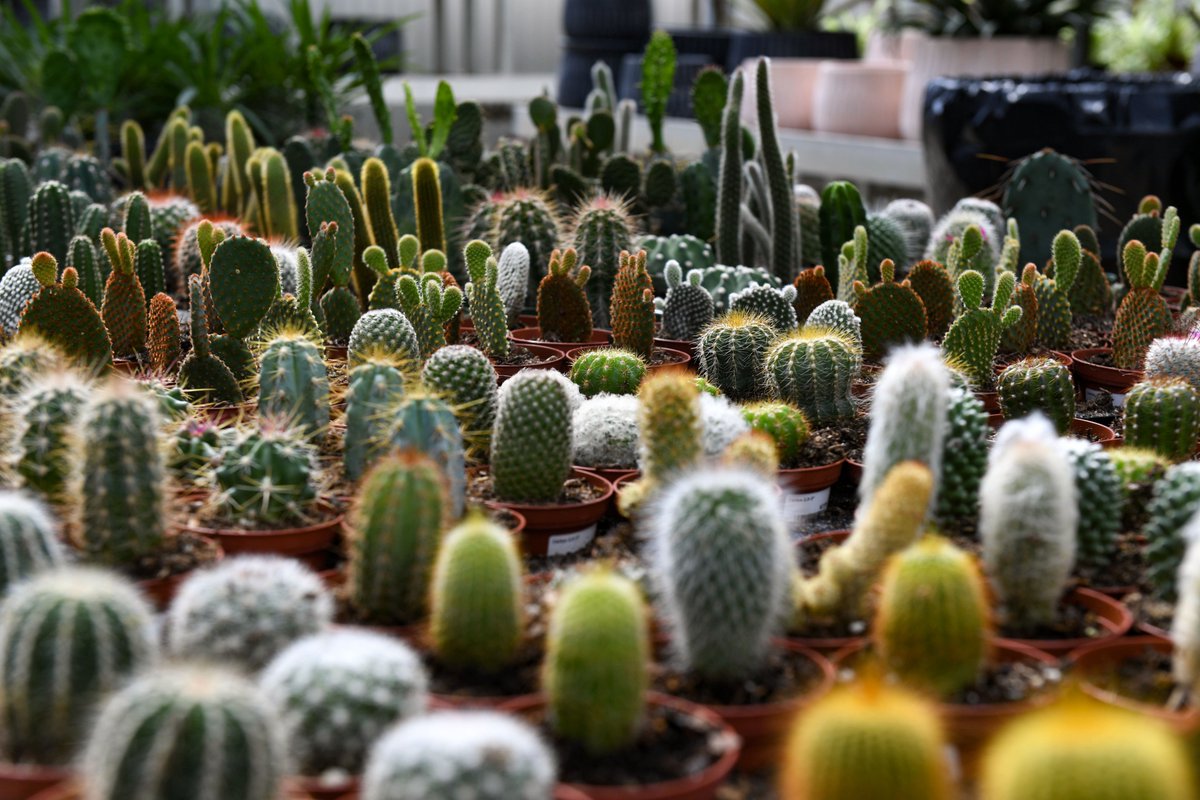 EEWoodiel's tweet photo. Is there any happier place than a giant greenhouse? I think not. @LGCenters opened their new location with a greenhouse almost double the size of their previous one. I got a tour inside. Take a look!
https://t.co/syPC2fkWOv https://t.co/vmspk1USRr