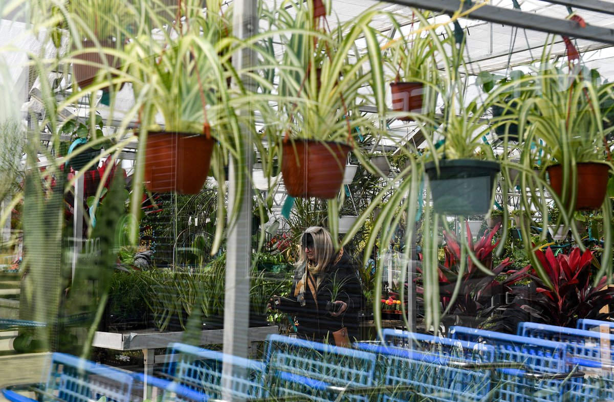 EEWoodiel's tweet photo. Is there any happier place than a giant greenhouse? I think not. @LGCenters opened their new location with a greenhouse almost double the size of their previous one. I got a tour inside. Take a look!
https://t.co/syPC2fkWOv https://t.co/vmspk1USRr