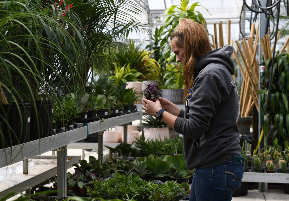 EEWoodiel's tweet photo. Is there any happier place than a giant greenhouse? I think not. @LGCenters opened their new location with a greenhouse almost double the size of their previous one. I got a tour inside. Take a look!
https://t.co/syPC2fkWOv https://t.co/vmspk1USRr