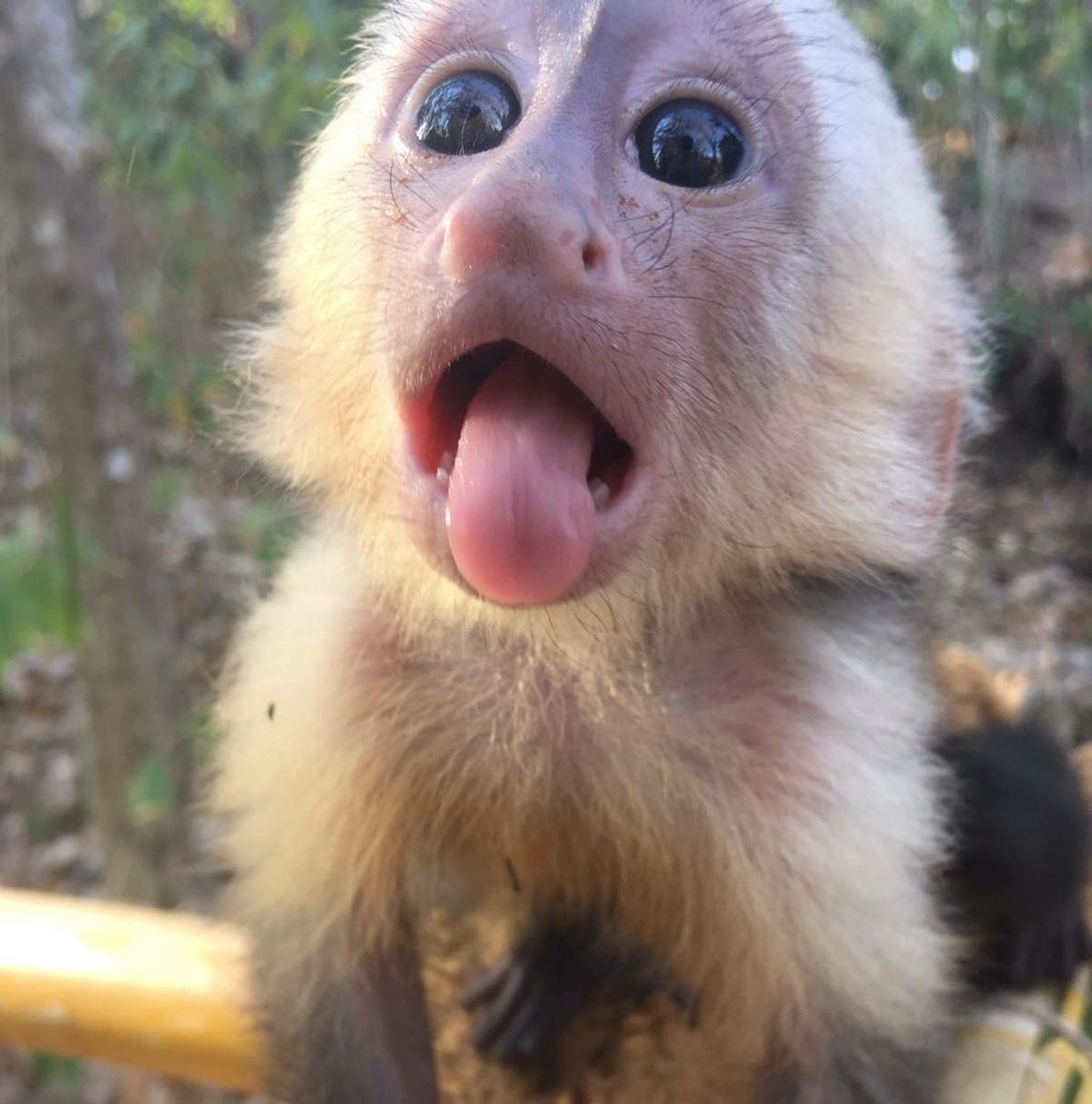 OnlyTrashTV tweet media